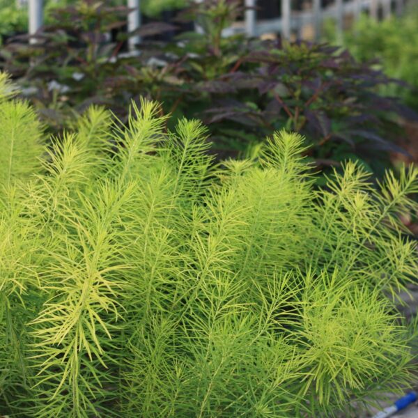 Amsonia, Blue Star