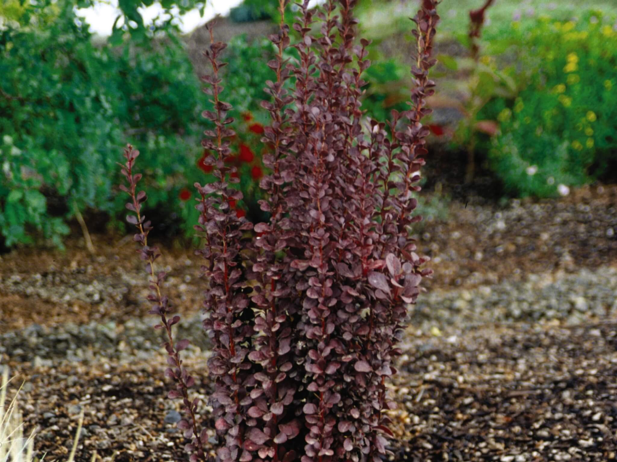 Barberry, Helmond Pillar