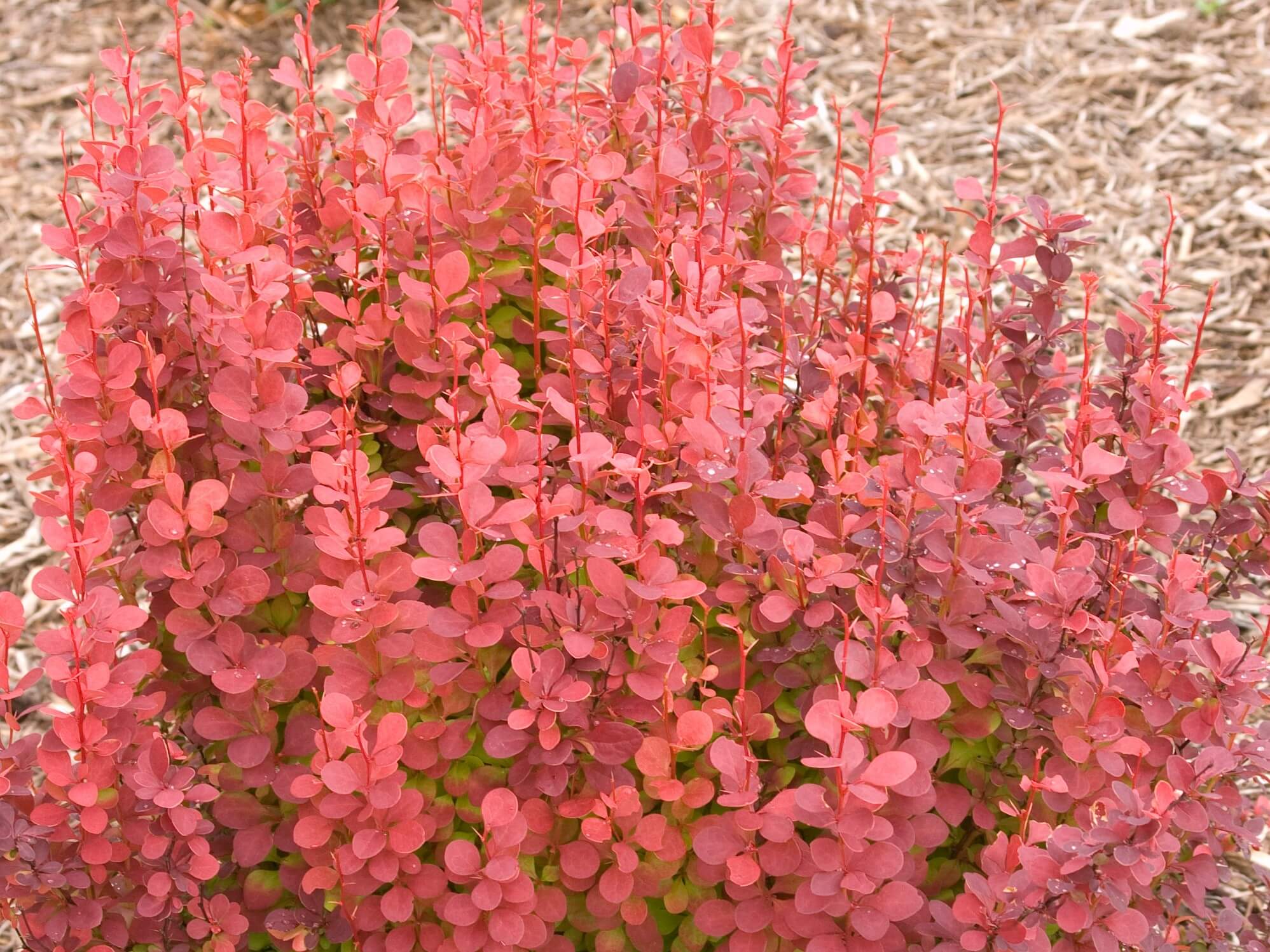 Barberry, Orange Rocket