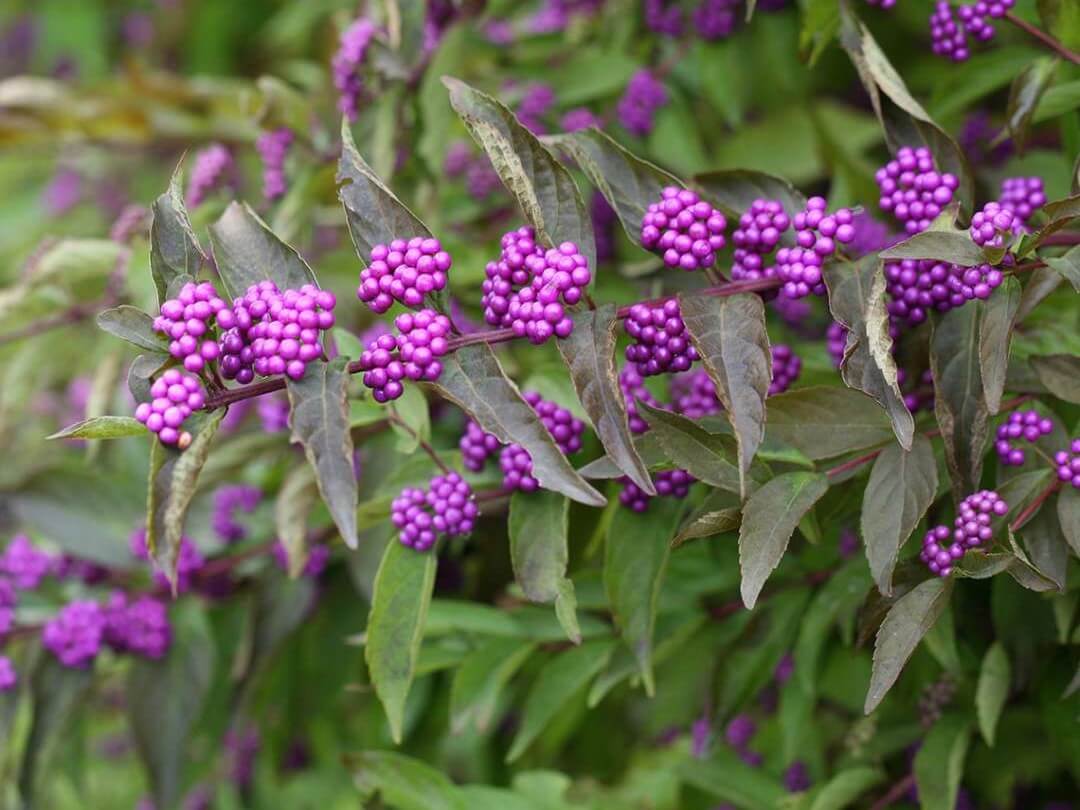 Beautyberry, Early Amethyst