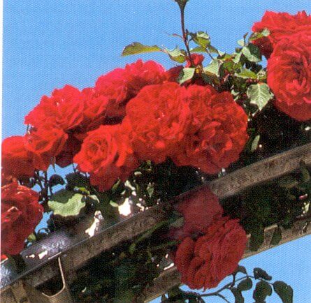 Climbing Rose, Don Juan