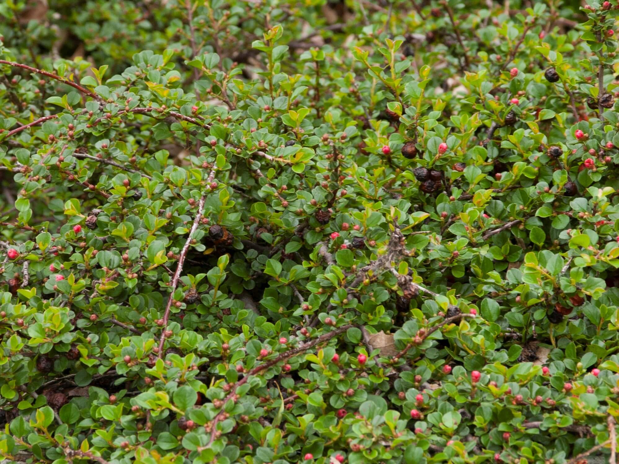 Cotoneaster, Cranberry