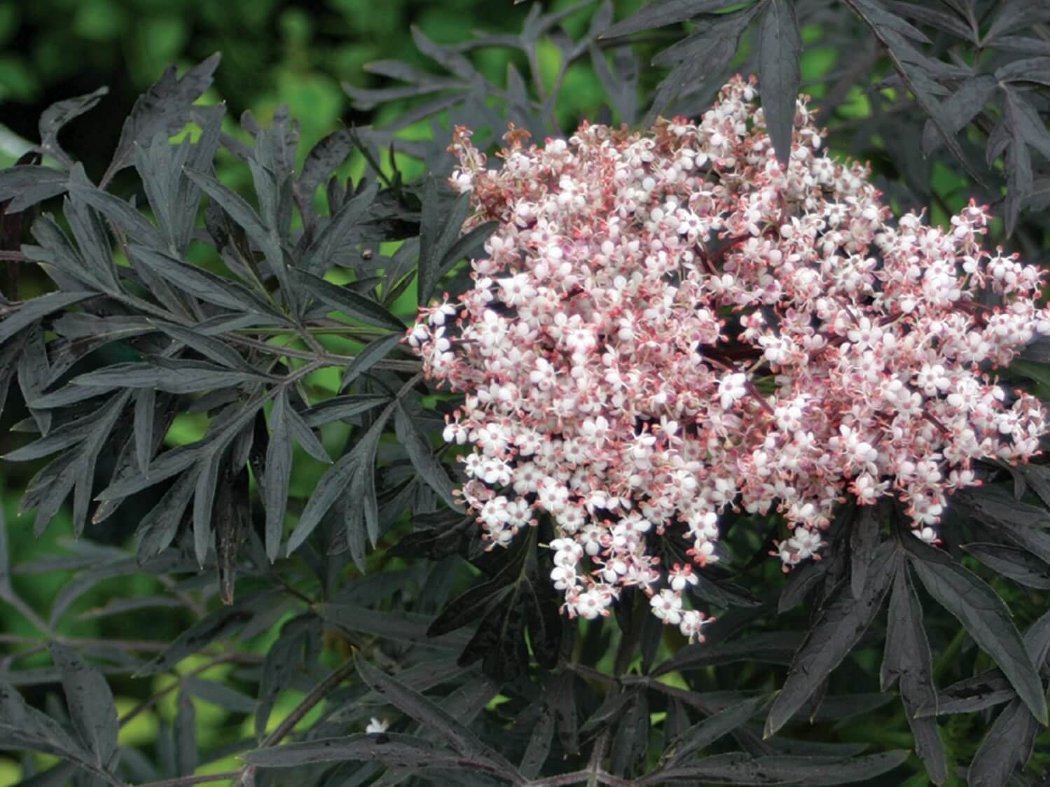 Elder, Black Lace