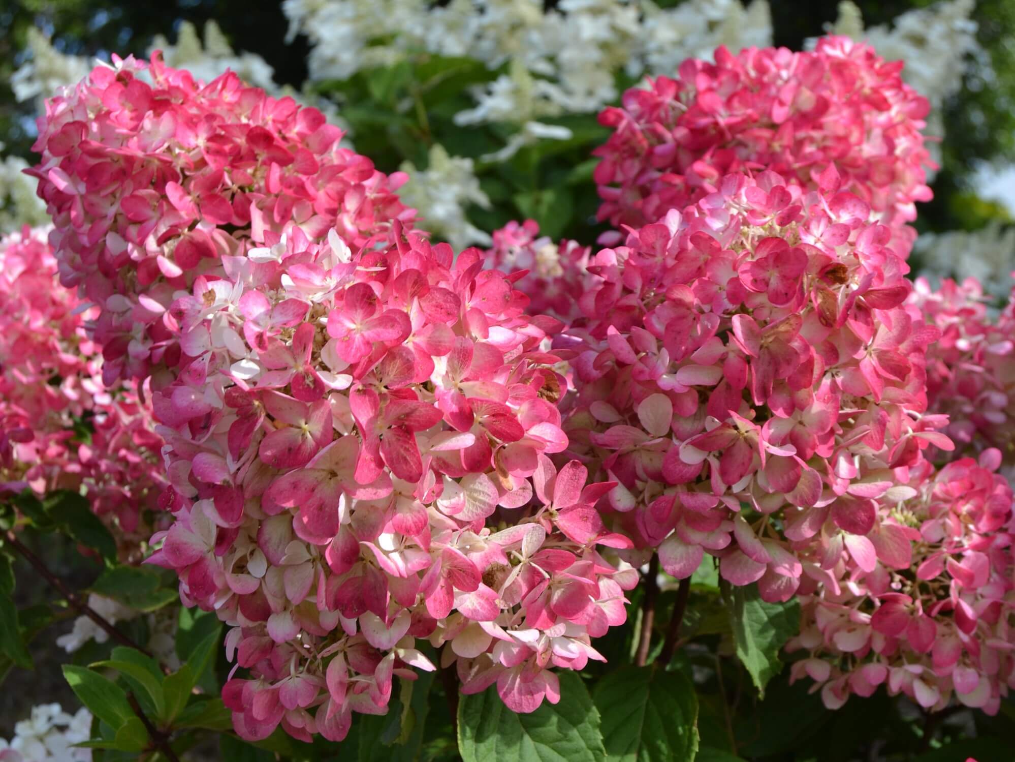 Hydrangea, Panicle Diamond Rouge