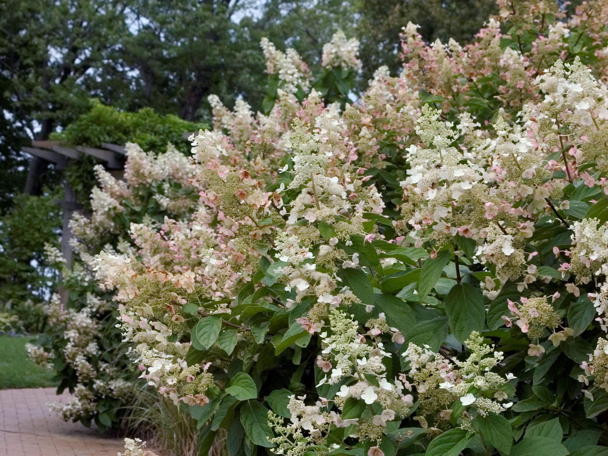 Hydrangea, Panicle Late Blooming