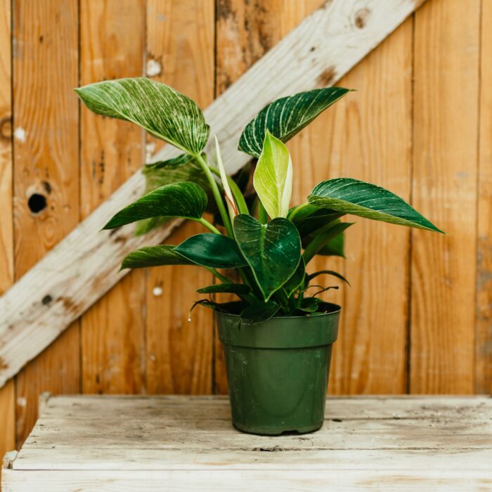 Philodendron, Birkin - Image 3