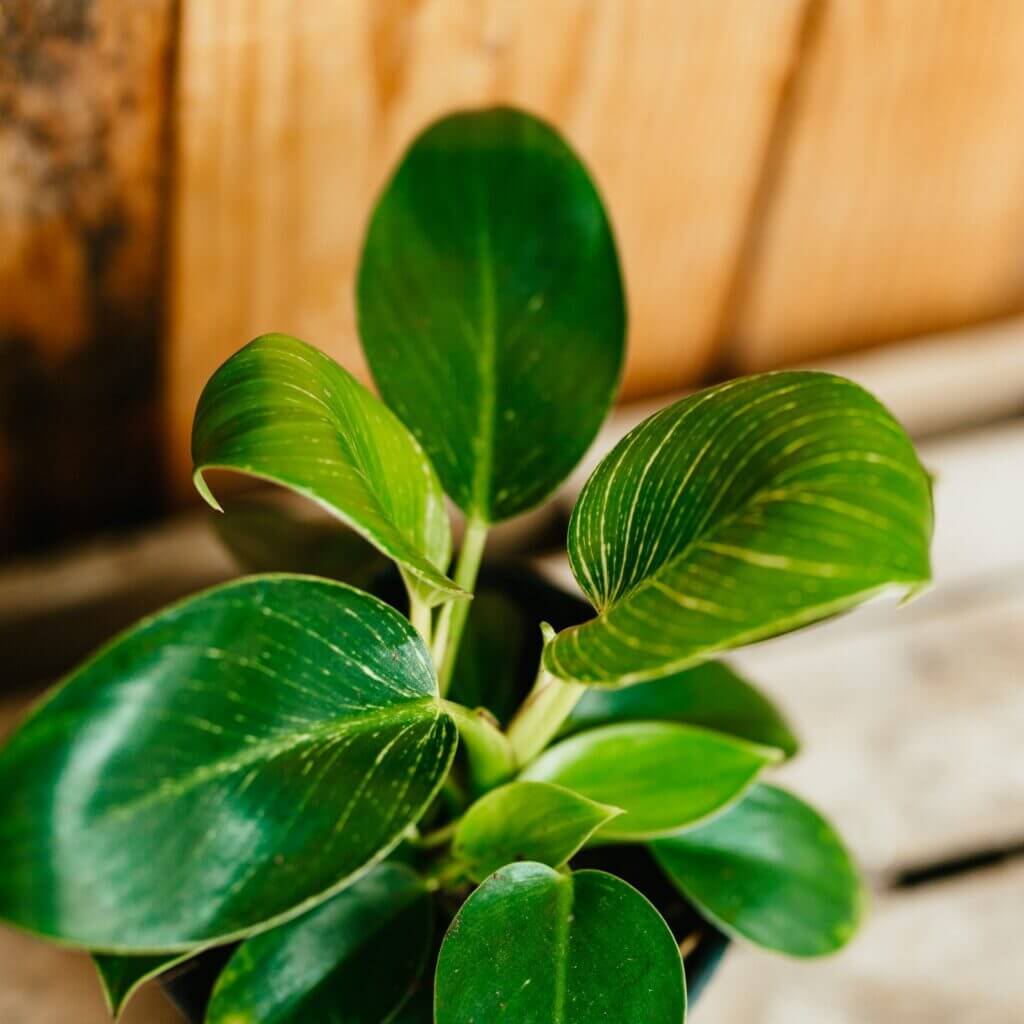 Philodendron, Birkin