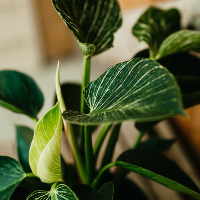 Philodendron, Birkin - Image 2