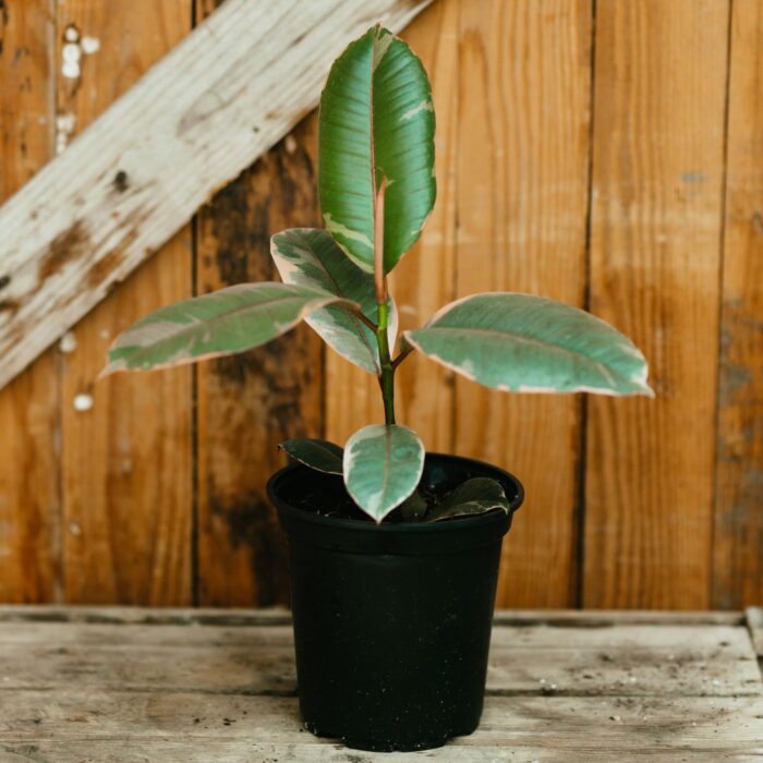Rubber Plant, Ruby