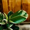 Rubber Plant, Tineke - Image 2