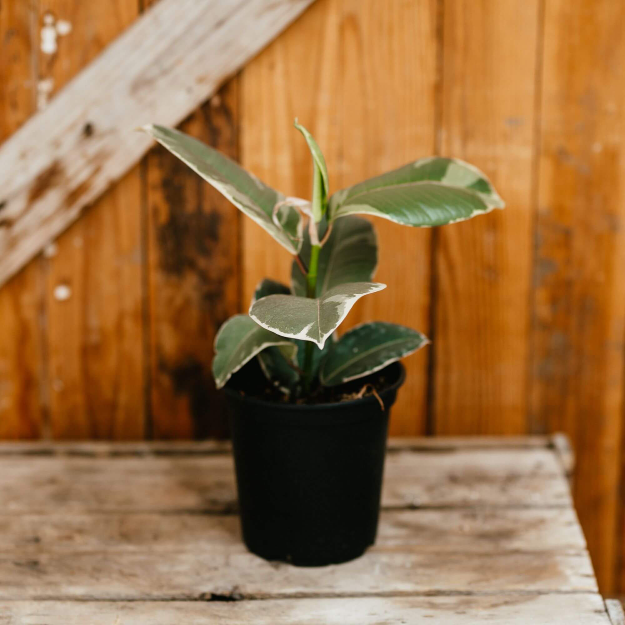 Rubber Plant, Tineke