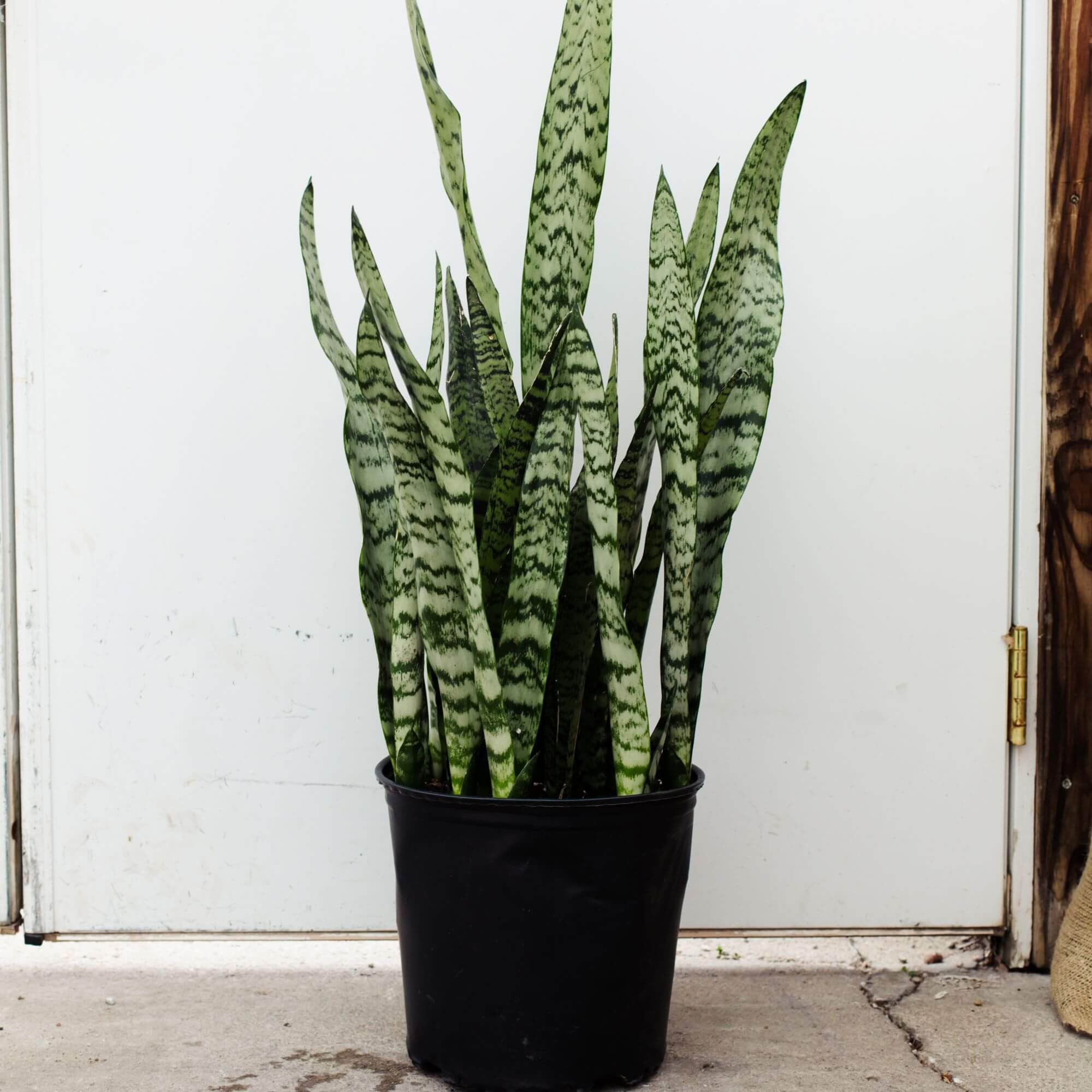 Sansevieria, Zeylanica