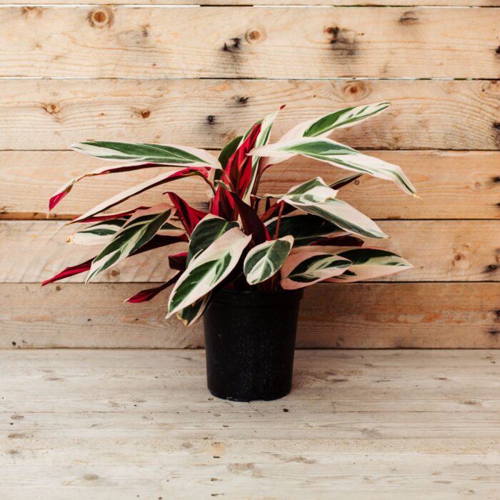 Stromanthe, Triostar