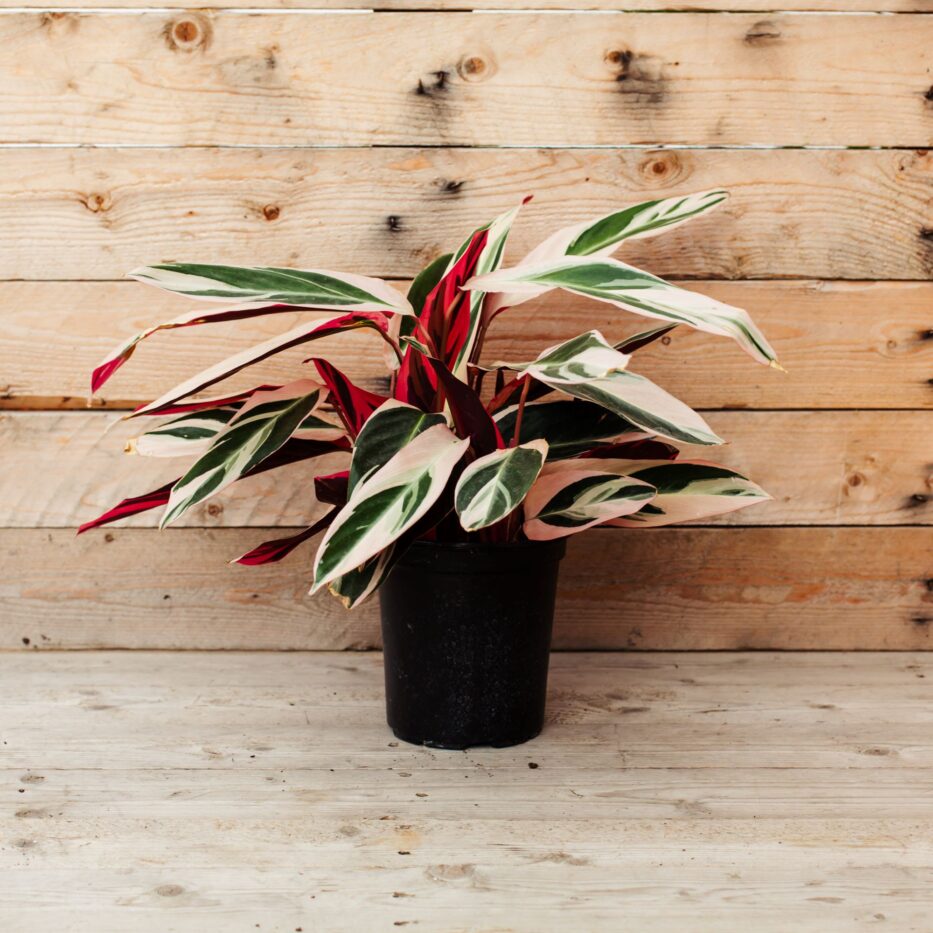 Stromanthe, Triostar - Campbell's Nursery