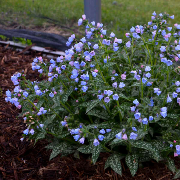 Lungwort, Twinkle Toes