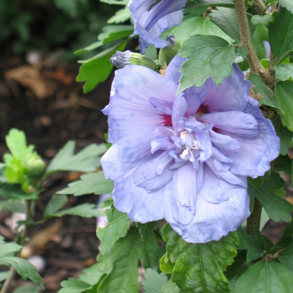 Althea, Blue Chiffon