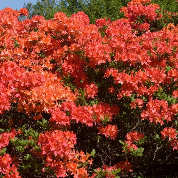 Azalea, Mandarin Lights