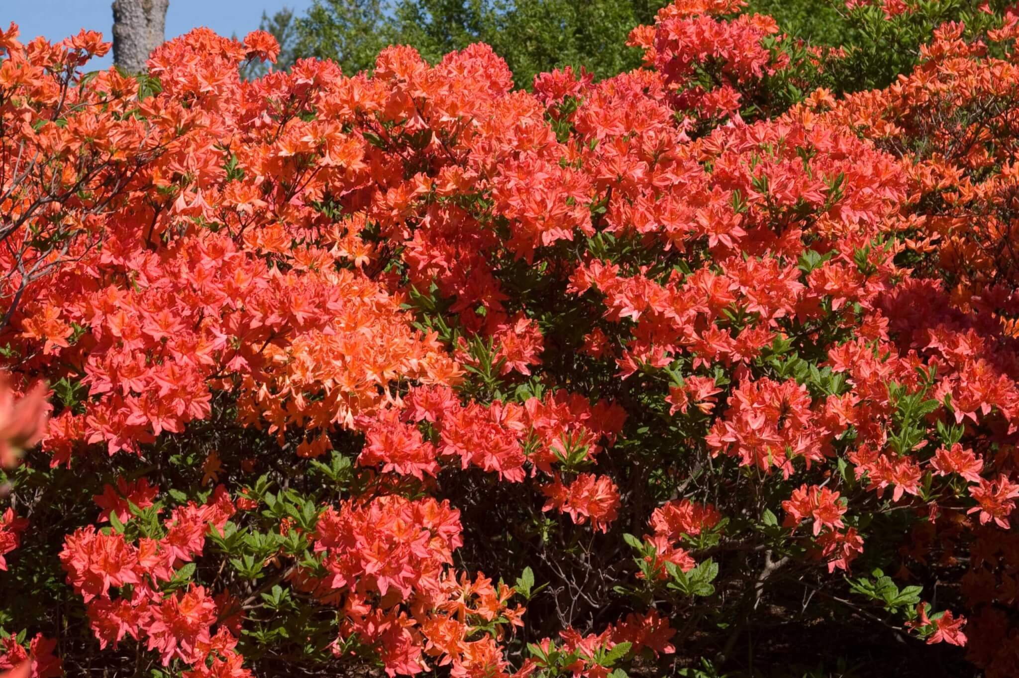 Azalea, Mandarin Lights