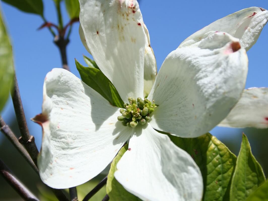 Dogwood, Flowering Cherokee Princess