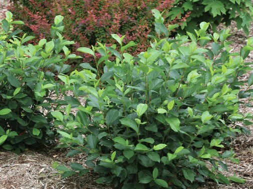 Chokeberry, Low Scape Mound