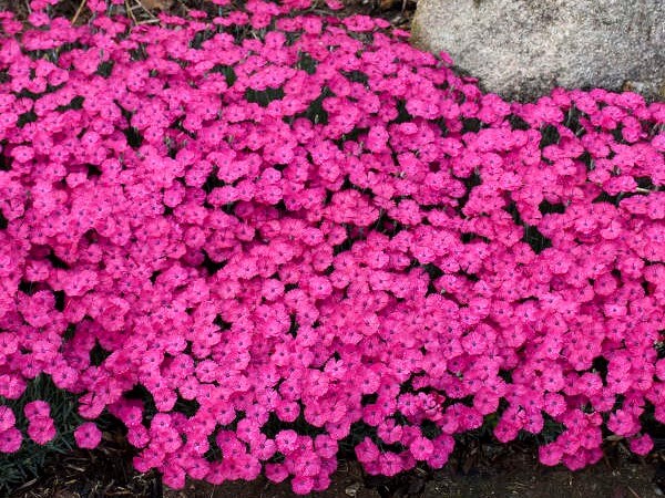 Dianthus, Paint the Town Magenta