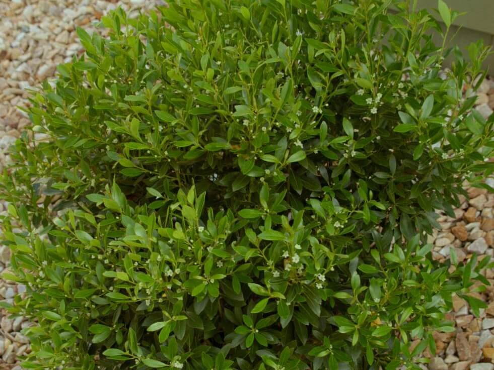Holly Inkberry Shamrock