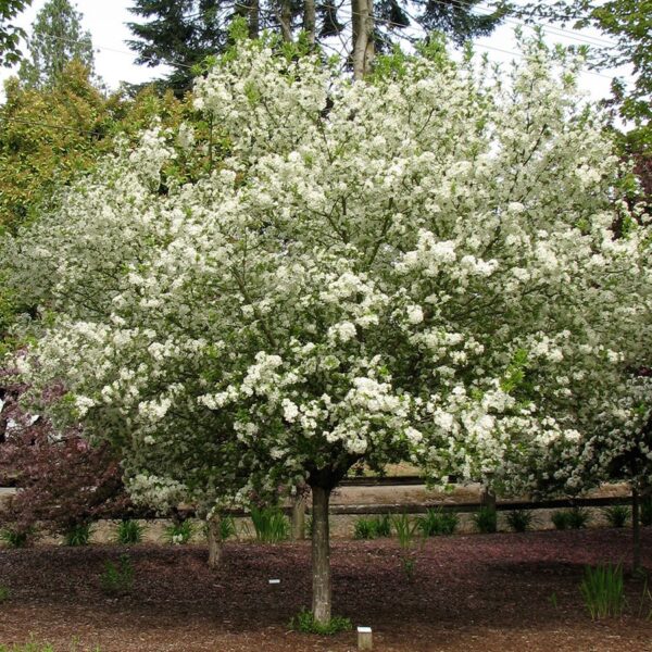 Crabapple, Lollipop