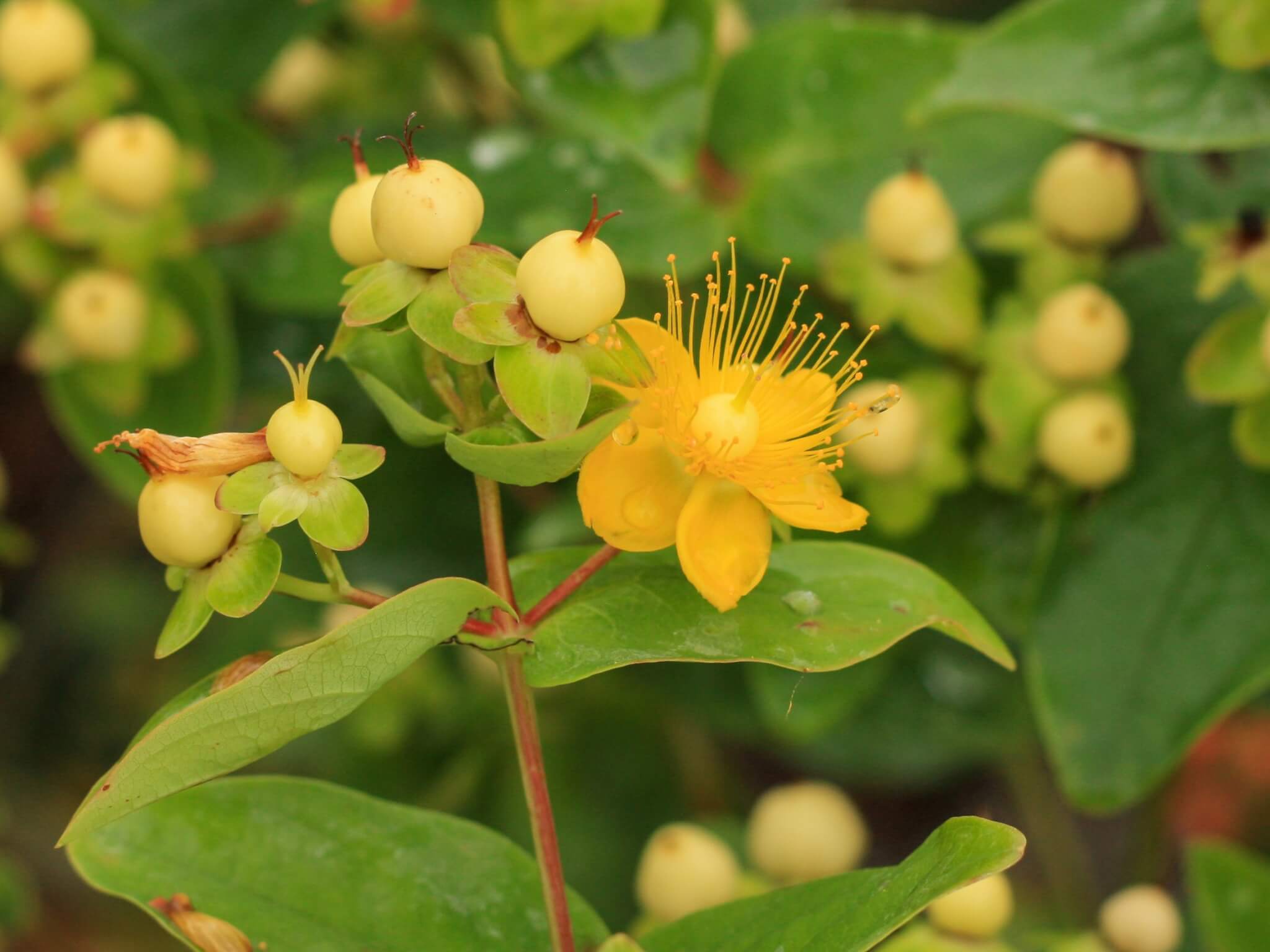 St Johnswort, Champagne