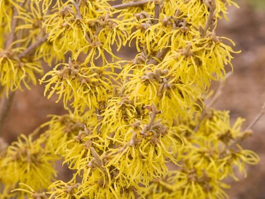 Witchhazel, Arnold’s Promise