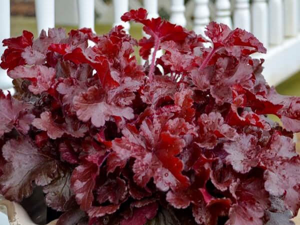 Coralbells, Cherry Truffles