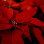 Poinsettia, Red Variety
