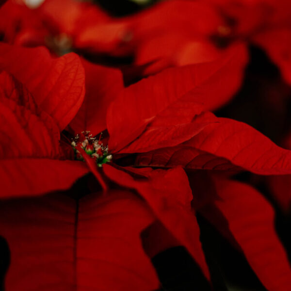 Home Grown Poinsettias