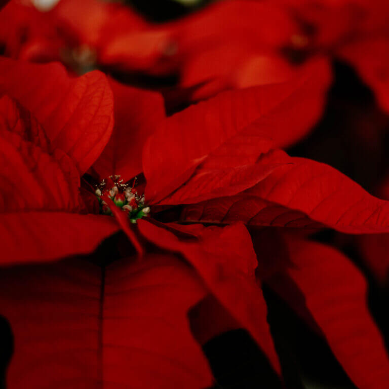 Poinsettia, Red Variety