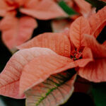 Poinsettia, Pink Variety