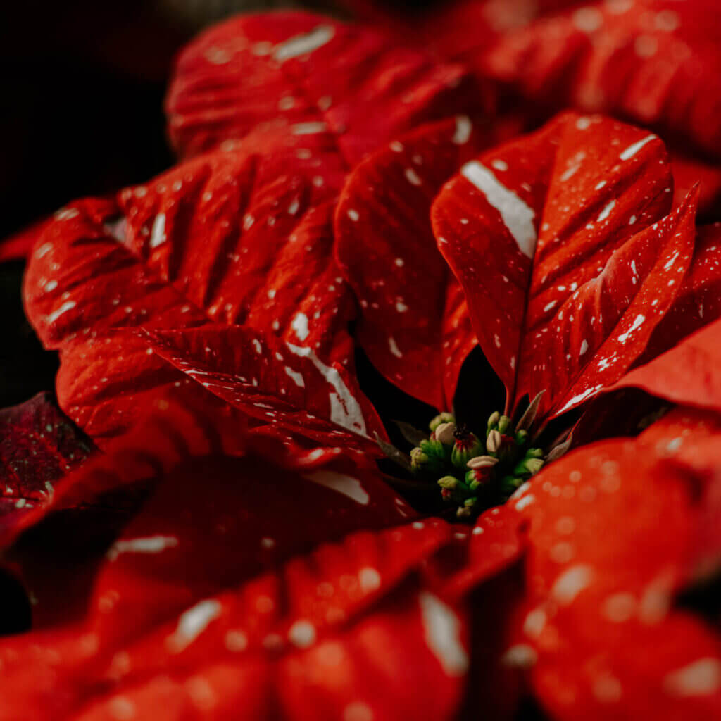 Poinsettia, Red Glitter
