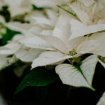 Poinsettia, White Variety