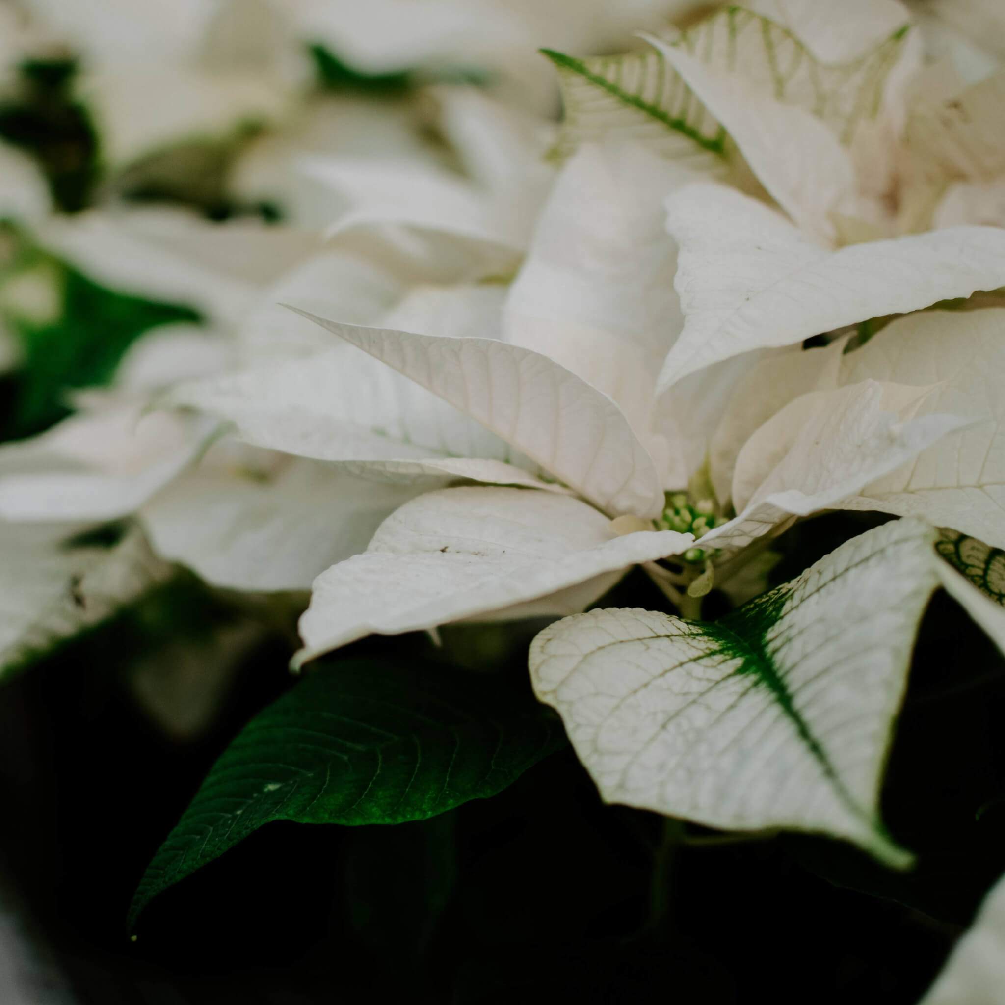 Poinsettia white sales