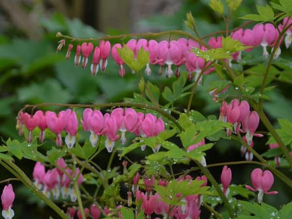 Bleeding Heart, Old Fashioned