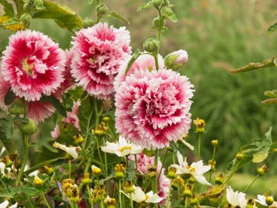 Hollyhock, Fiesta Time