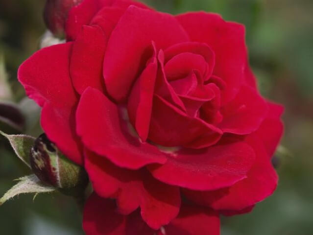 Shrub Rose, Easy Elegance Super Hero