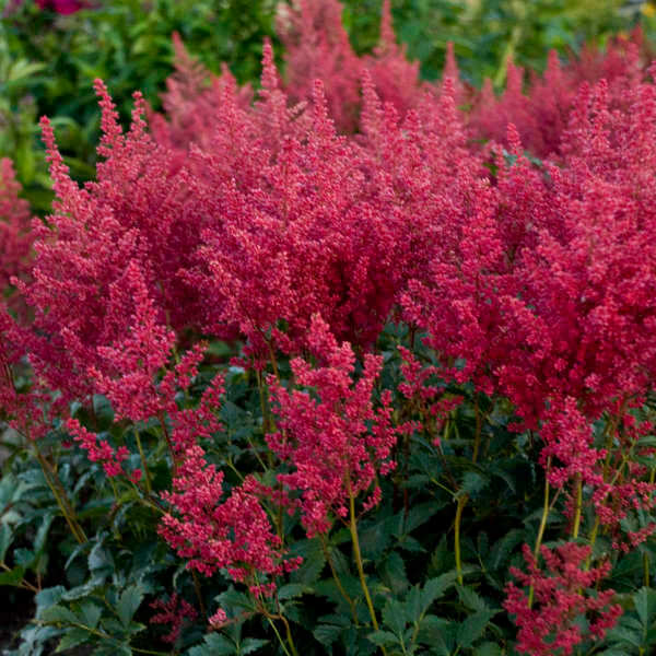 Astilbe, Montgomery