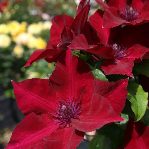Clematis, Nubia