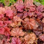 Coralbells, Peachberry Ice