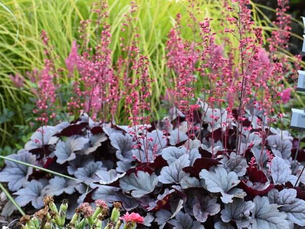 Coralbells, Silver Gumdrop