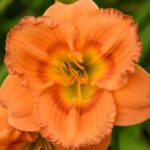 Daylily, Earlybird Oriole