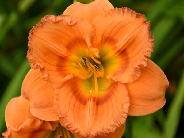 Daylily, Earlybird Oriole