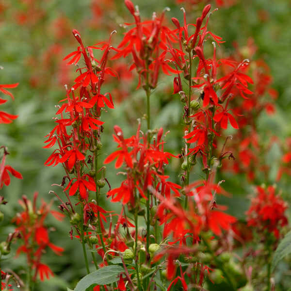 Lobelia, Cardinal