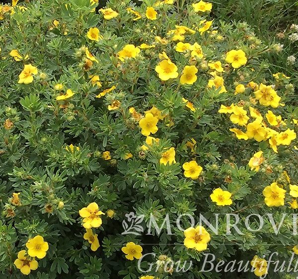 Potentilla, Cheesehead