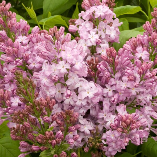 Lilac, French Lavender Lady