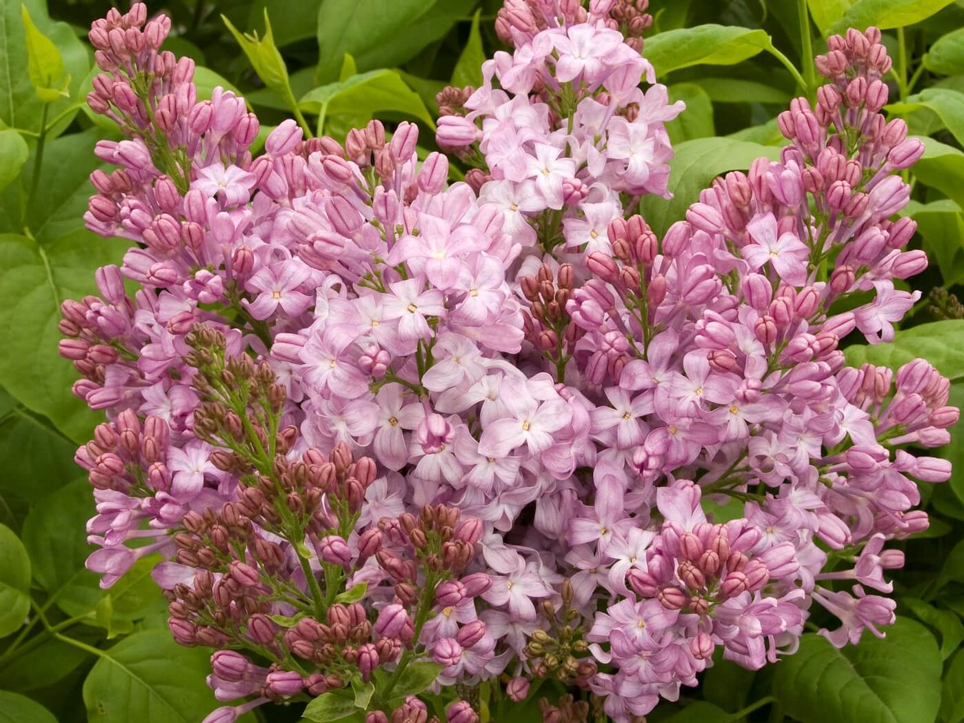 Lilac, French Lavender Lady